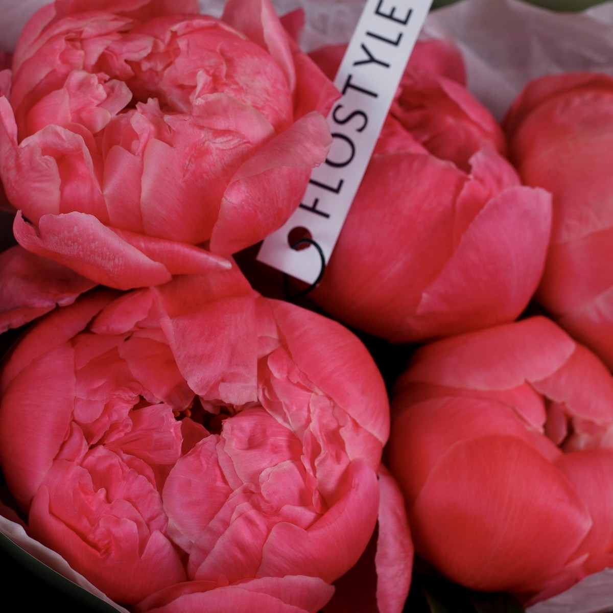 piony koral sharm 5 pionov 2